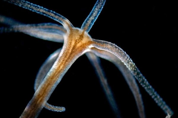 Не работает сайт kraken