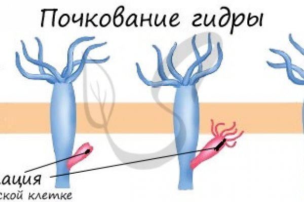 Как вывести деньги с kraken