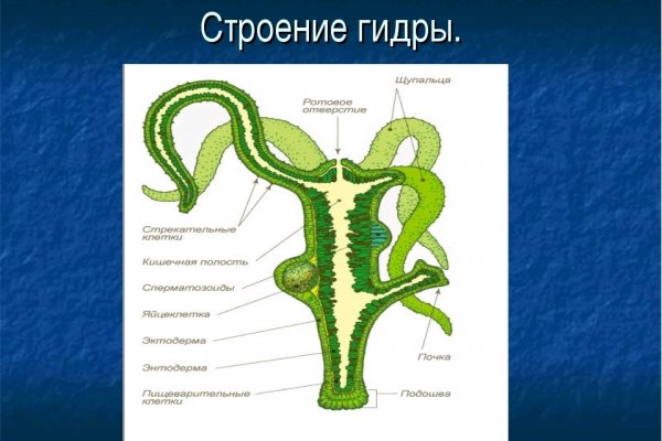 Что такое кракен тор