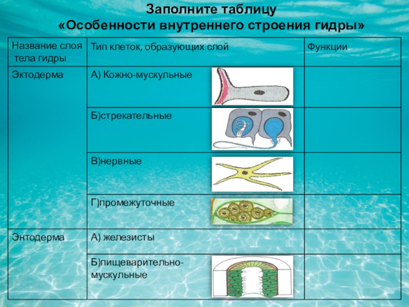 Кракен сайт в тор браузере ссылка